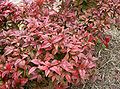 Cultivar with crimson leaves