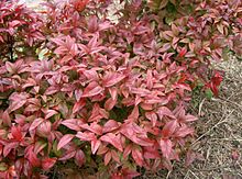 Nandina domestica cv Otafukunante1.jpg