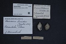 Naturalis Biodiversity Center - RMNH.MOL.205659 - Nassarius luridus (Gould, 1850) - Nassariidae - Mollusc shell.jpeg