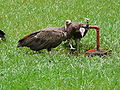 Kappengeier Hooded Vulture