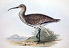 Slender-billed curlew