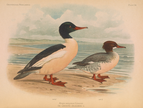 Mergus merganser Linnaeus, DE GROOTE ZAAGBEK