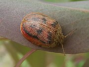 Paropsis atomaria