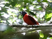 Periporphyrus erythromelas - Красно-черный Grosbeak.jpg