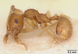 Pheidole nuculiceps