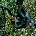 Image 27Dolichophis jugularis preying on a sheltopusik (from Snake)