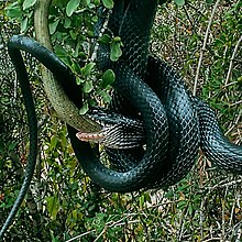 A colubrid snake, Dolichophis jugularis, eating a legless lizard, Pseudopus apodus. Most reptiles are carnivorous, and many primarily eat other reptiles and small mammals. PikiWiki Israel 37648 Nature and Colors.jpg