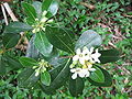 Pittosporum undulatum - Blüte