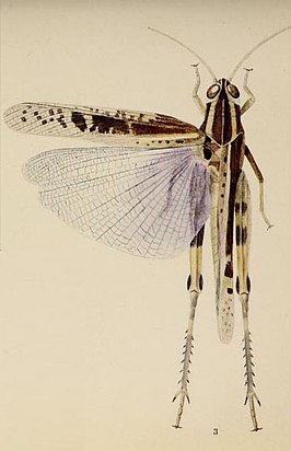 Sphodromerus gilli