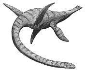 Rekonstruksi Plesiosaurus.