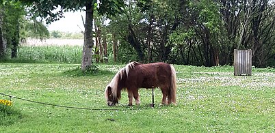 Poney employé à l'entretien de l'espace public