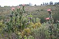 Fynbos mit Protea eximia