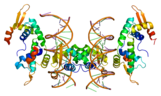 Bändermodell eines Teils des FOXP2-Proteins im Komplex mit DNA, nach PDB 2A07