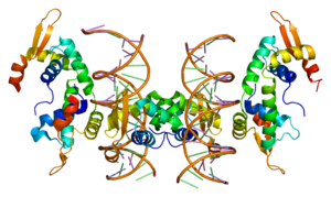 English: Structure of the FOXP2 protein. Based...