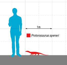 Protorosaurus