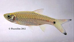 Rasbora vulgaris (самець)