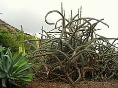 Rathbunia alamosensis - Koko Crater Botanical Garden - IMG 2206.JPG