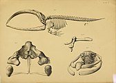 Kresba kostry velryby grónské s detailním vyobrazením lebky (zadní pohled), rudimentární kostry zadní končetiny (na obrázku označeno jako „fig. 4“) a přední části hrudního koše