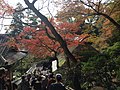 Des feuilles d'érable de Daikōzen-ji