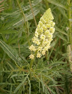 Dzeltenā rezēda (Reseda lutea)