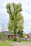 Linde hinter der alten Fabrik der „Vakuum“ in Roßla