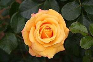 English: Amber Flush rose - Bagatelle Rose Gar...