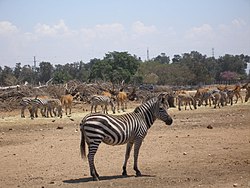בעלי חיים אפריקנים בשטח הפתוח בספארי ברמת גן