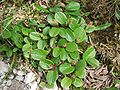 Salix reticulata