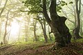 Platz 9: Johannes Dörrstock - Frühnebel im Wald am Rodderberg in Bonn