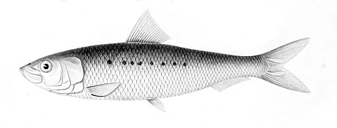 Osamdesetih godina 20. veka južnoameričke sardine, bile su najintenzivnija vrsta sardina. Velike zalihe su naglo opale tokom devedesetih godina 20. veka