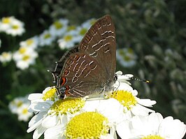 Satyrium liparops