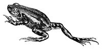 Miniatura per Semnodactylus wealii