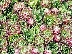 Sempervivum