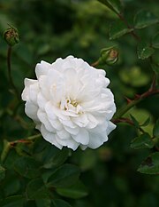 180px Shrub rose