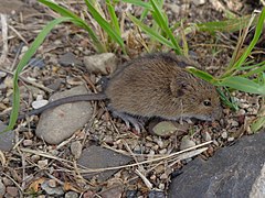 Горска скоклива мишка (S. betulina)