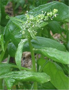 spinach plant