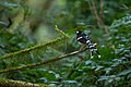 In Phoolchoki Forest, Godawari, Lalitpur Nepal.