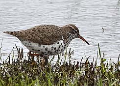 Spotted sandpiper