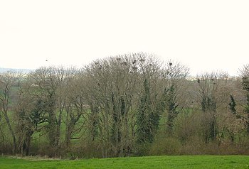 English: Spring Copse with Rookery Spring Cops...