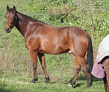 Photo d'un Standardbred américain.