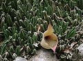 Stapelia gigantea *