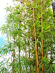 Bambúes, cañas de la subfamilia Bambusoideae.