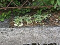 Oben Berberitzenzweige u -blätter. Unten Sedum dasyphyllum (Crassulaceae). - Franz Xaver