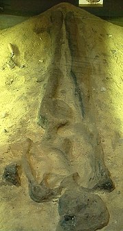 "Sand body" preserved for museum display Sutton.Hoo.Body.JorViking.jpg