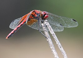 Sympetrum speciosum