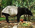 Malayischer Tapir
