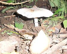 Termitomyces cartilaginous