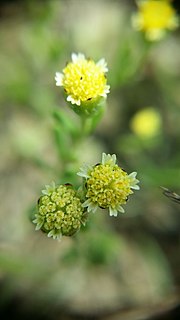 Miniatura para Hymenoxys texana