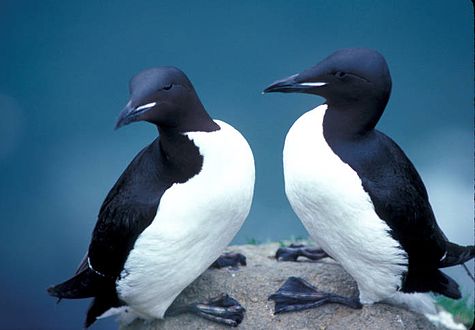 There are large concentrations of thick-billed murres in the cliffs flanking the fjord.