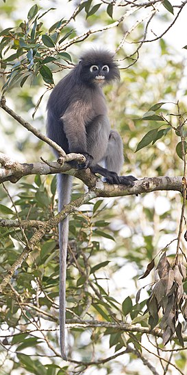 File:Trachypithecus obscurus - Kaeng Krachan.jpg